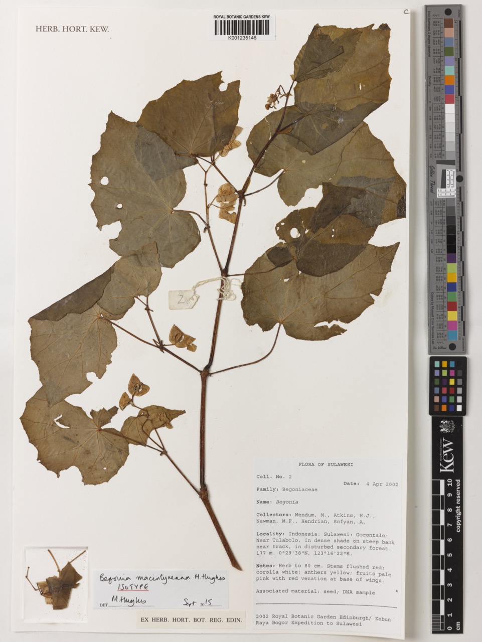 B. macintyreana